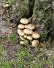PICTURES/Killarney National Park - Torc Falls & Muckross Abbey/t_20250926_160357.jpg
